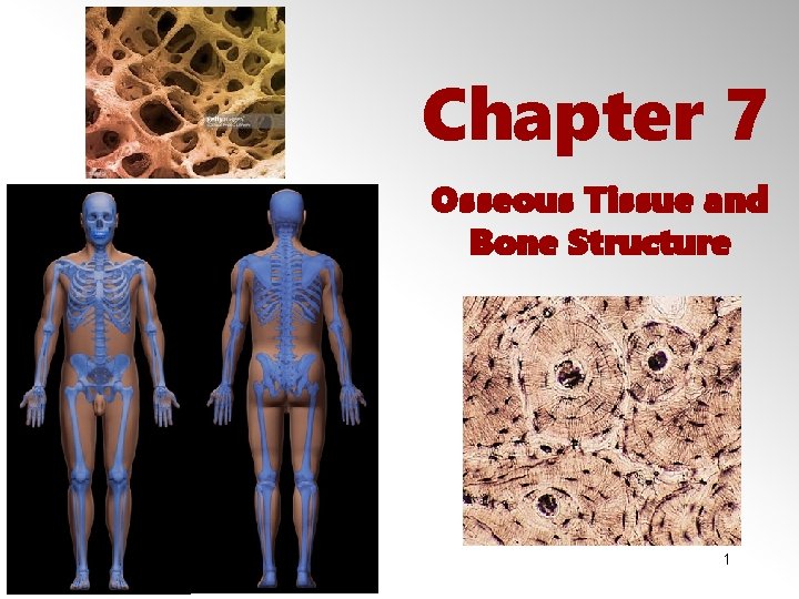 Chapter 7 Osseous Tissue and Bone Structure 1 © 2012 Pearson Education, Inc. 