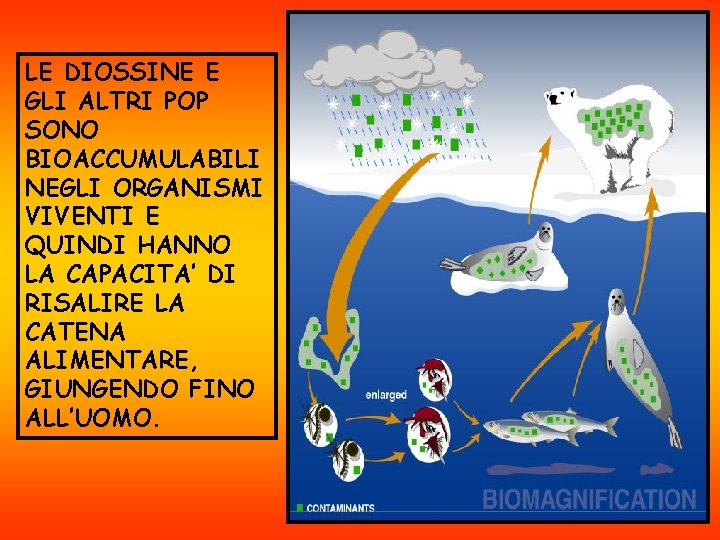 LE DIOSSINE E GLI ALTRI POP SONO BIOACCUMULABILI NEGLI ORGANISMI VIVENTI E QUINDI HANNO