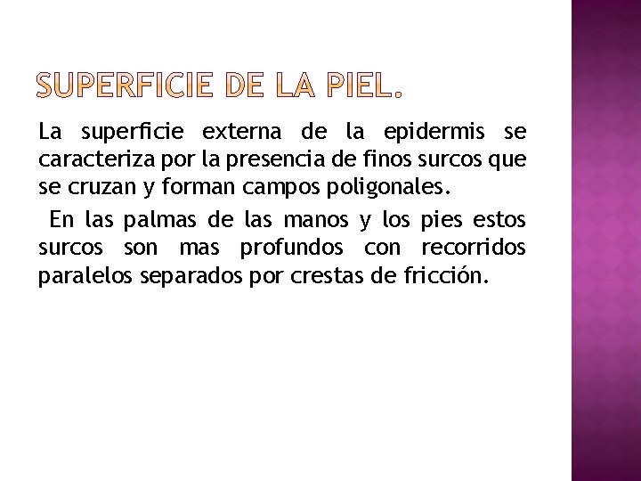 La superficie externa de la epidermis se caracteriza por la presencia de finos surcos