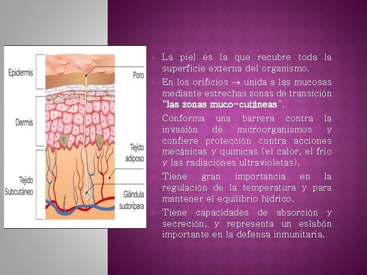 Ø Ø La piel es la que recubre toda la superficie externa del organismo.