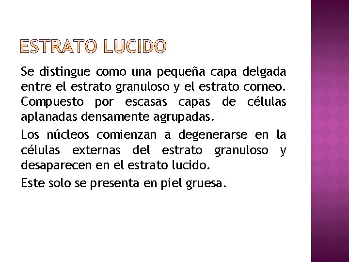 Se distingue como una pequeña capa delgada entre el estrato granuloso y el estrato