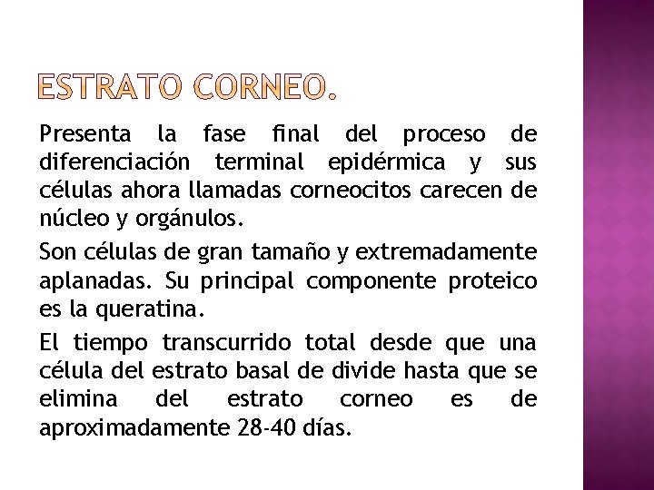 Presenta la fase final del proceso de diferenciación terminal epidérmica y sus células ahora