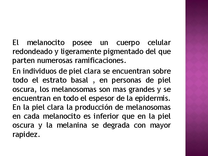 El melanocito posee un cuerpo celular redondeado y ligeramente pigmentado del que parten numerosas