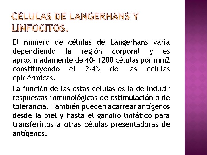 El numero de células de Langerhans varia dependiendo la región corporal y es aproximadamente