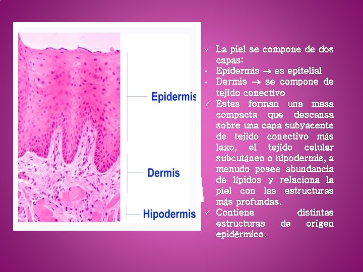 ü • • ü ü La piel se compone de dos capas: Epidermis es