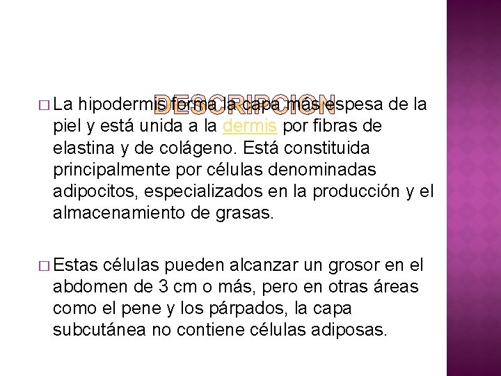 � La hipodermis forma la capa más espesa de la piel y está unida