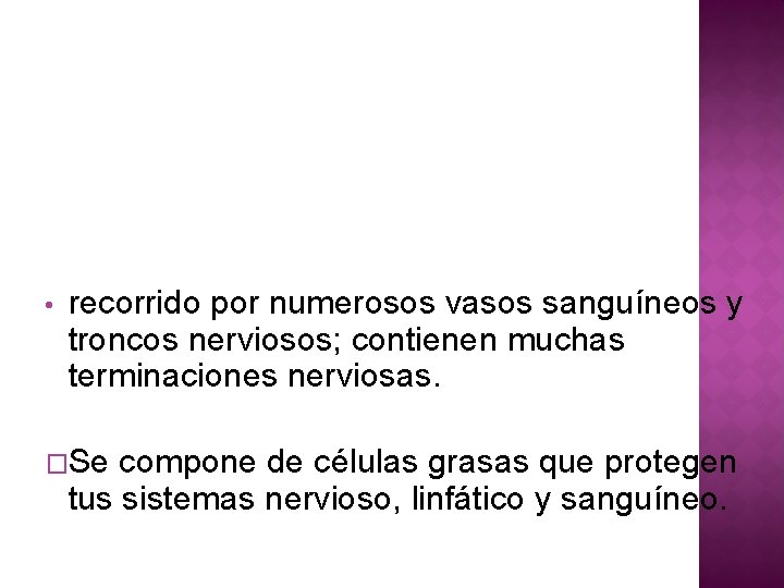  • recorrido por numerosos vasos sanguíneos y troncos nerviosos; contienen muchas terminaciones nerviosas.