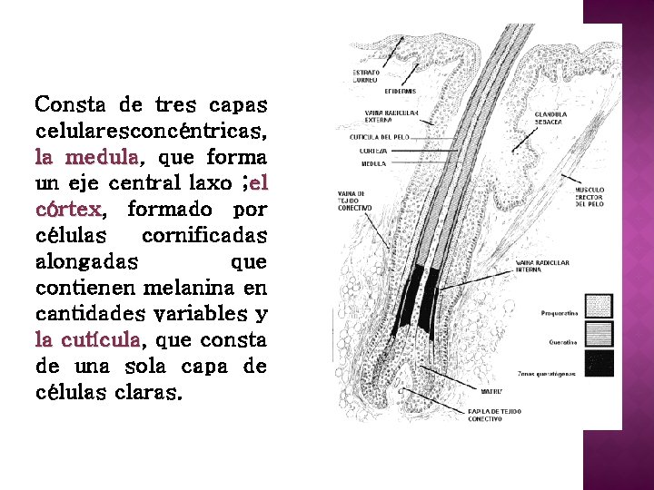 Consta de tres capas celularesconcéntricas, la medula, medula que forma un eje central laxo