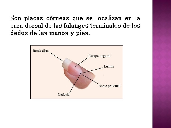 Son placas córneas que se localizan en la cara dorsal de las falanges terminales