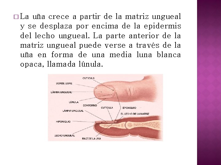 � La uña crece a partir de la matriz ungueal y se desplaza por