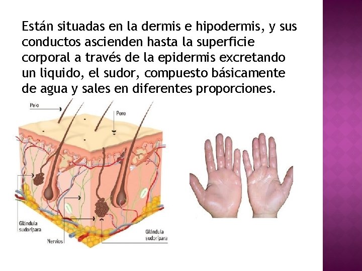 Están situadas en la dermis e hipodermis, y sus conductos ascienden hasta la superficie