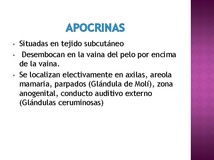 APOCRINAS • • • Situadas en tejido subcutáneo Desembocan en la vaina del pelo