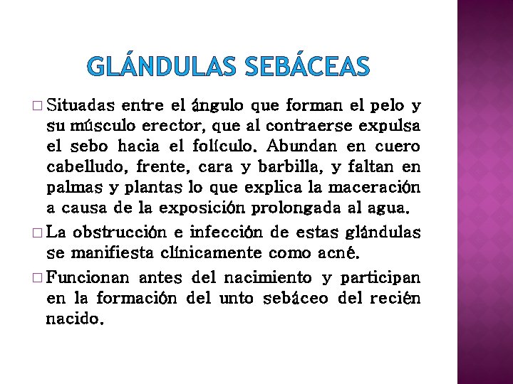 GLÁNDULAS SEBÁCEAS � Situadas entre el ángulo que forman el pelo y su músculo