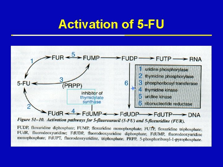 Activation of 5 -FU Activation of 5 -FU
