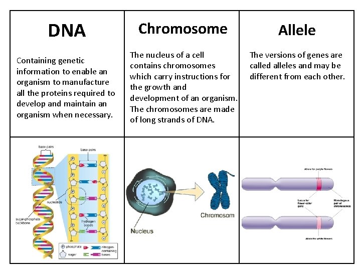 DNA Chromosome Allele Containing genetic information to enable an organism to manufacture all the
