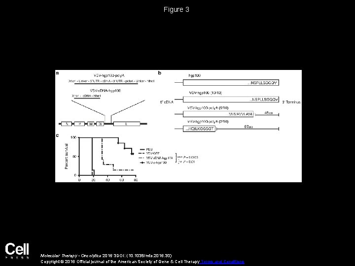 Figure 3 Molecular Therapy - Oncolytics 2016 3 DOI: (10. 1038/mto. 2016. 30) Copyright