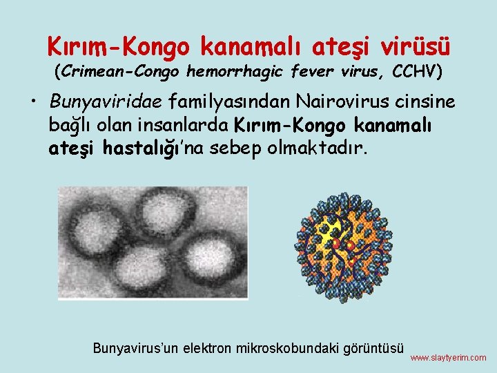 Kırım-Kongo kanamalı ateşi virüsü (Crimean-Congo hemorrhagic fever virus, CCHV) • Bunyaviridae familyasından Nairovirus cinsine