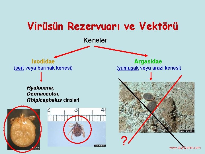 Virüsün Rezervuarı ve Vektörü Keneler Ixodidae Argasidae (sert veya barınak kenesi) (yumuşak veya arazi