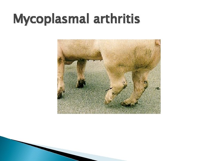 Mycoplasmal arthritis 