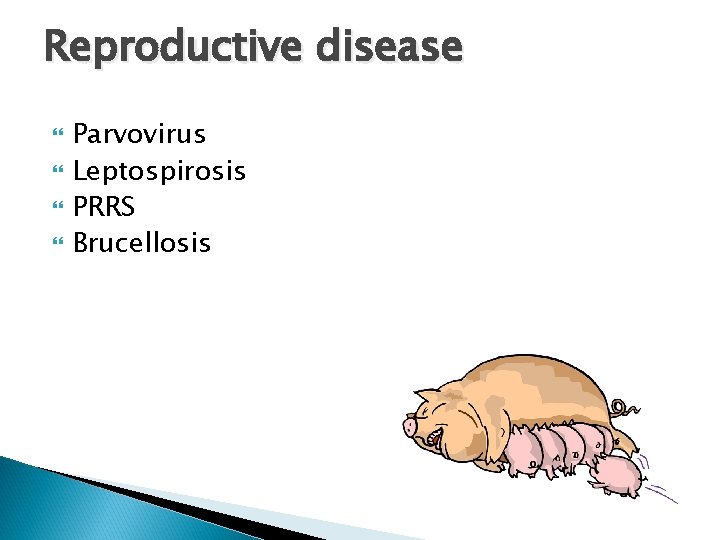 Reproductive disease Parvovirus Leptospirosis PRRS Brucellosis 