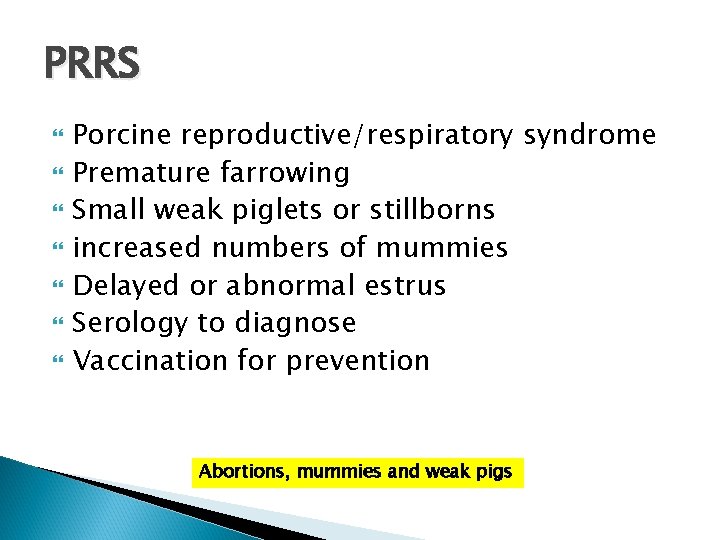 PRRS Porcine reproductive/respiratory syndrome Premature farrowing Small weak piglets or stillborns increased numbers of