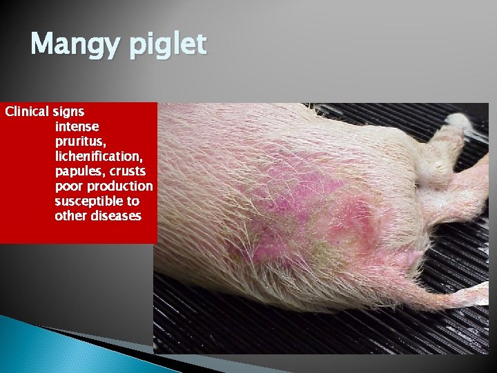 Mangy piglet Clinical signs intense pruritus, lichenification, papules, crusts poor production susceptible to other