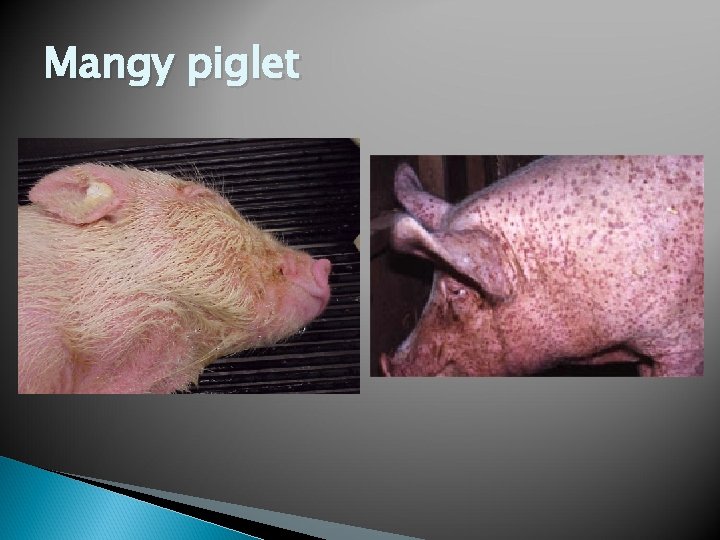 Mangy piglet 