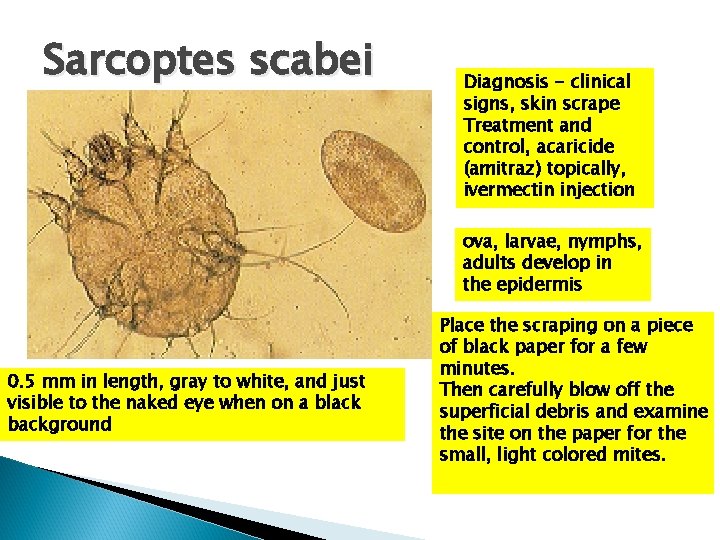 Sarcoptes scabei Diagnosis - clinical signs, skin scrape Treatment and control, acaricide (amitraz) topically,