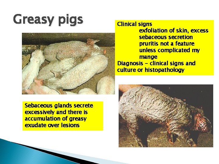 Greasy pigs Sebaceous glands secrete excessively and there is accumulation of greasy exudate over