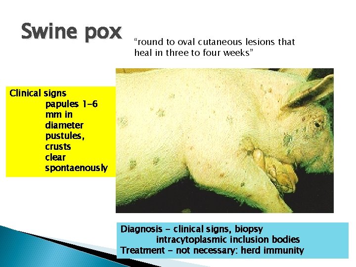 Swine pox “round to oval cutaneous lesions that heal in three to four weeks”