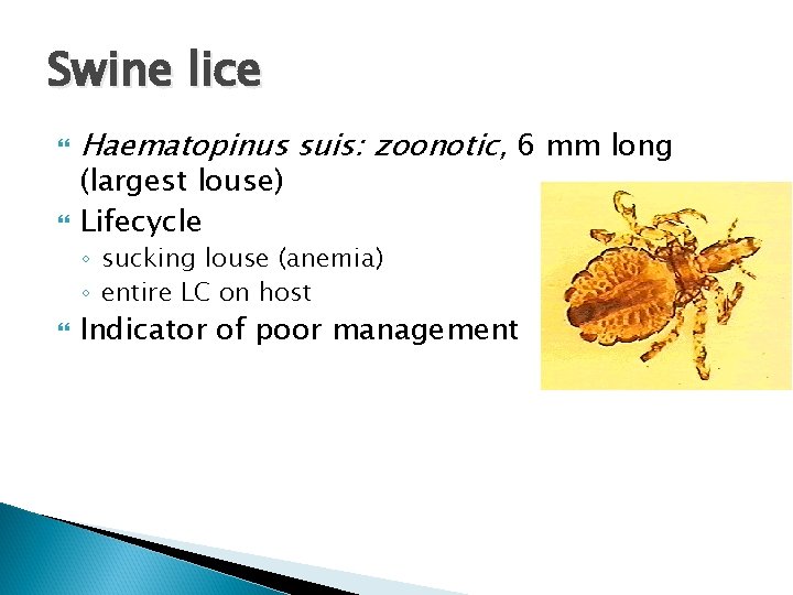 Swine lice Haematopinus suis: zoonotic, 6 mm long (largest louse) Lifecycle ◦ sucking louse