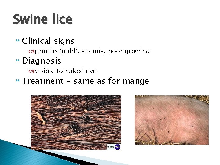 Swine lice Clinical signs pruritis (mild), anemia, poor growing Diagnosis visible to naked eye