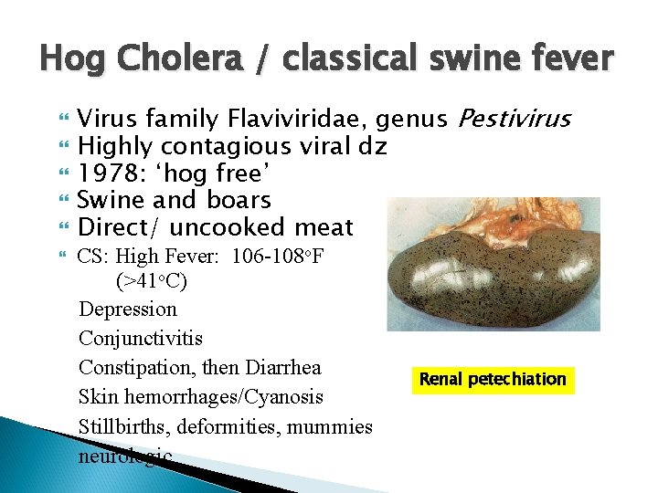 Hog Cholera / classical swine fever Virus family Flaviviridae, genus Pestivirus Highly contagious viral