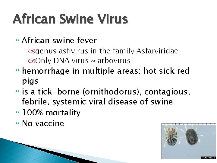 African Swine Virus African swine fever genus asfivirus in the family Asfarviridae Only DNA