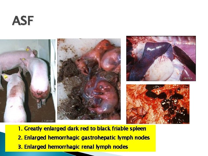 ASF 1. Greatly enlarged dark red to black friable spleen 2. Enlarged hemorrhagic gastrohepatic