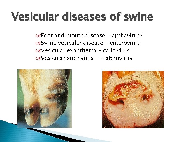 Vesicular diseases of swine Foot and mouth disease - apthavirus* Swine vesicular disease -