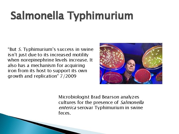 Salmonella Typhimurium “But S. Typhimurium’s success in swine isn’t just due to its increased