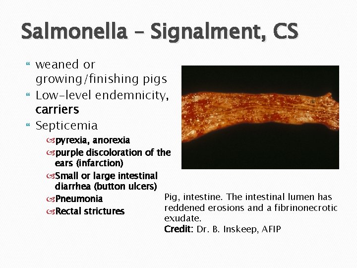 Salmonella – Signalment, CS weaned or growing/finishing pigs Low-level endemnicity, carriers Septicemia pyrexia, anorexia