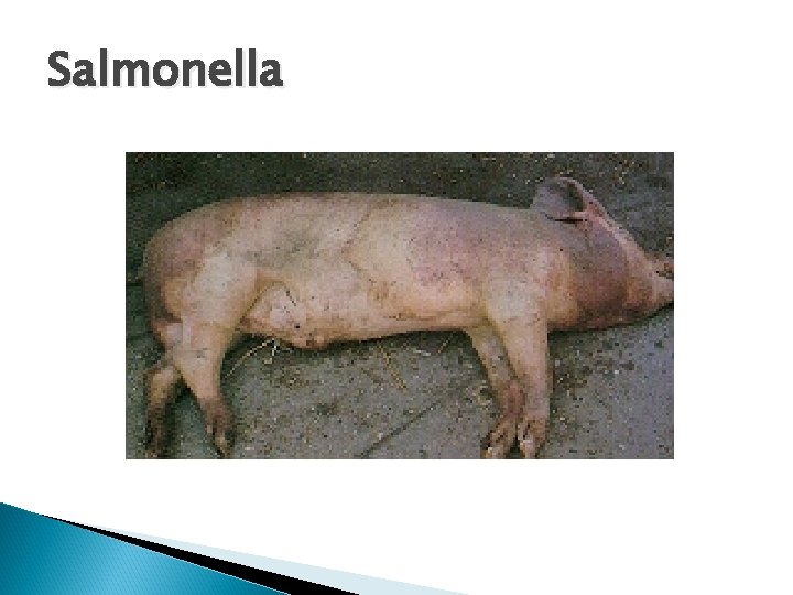 Salmonella 