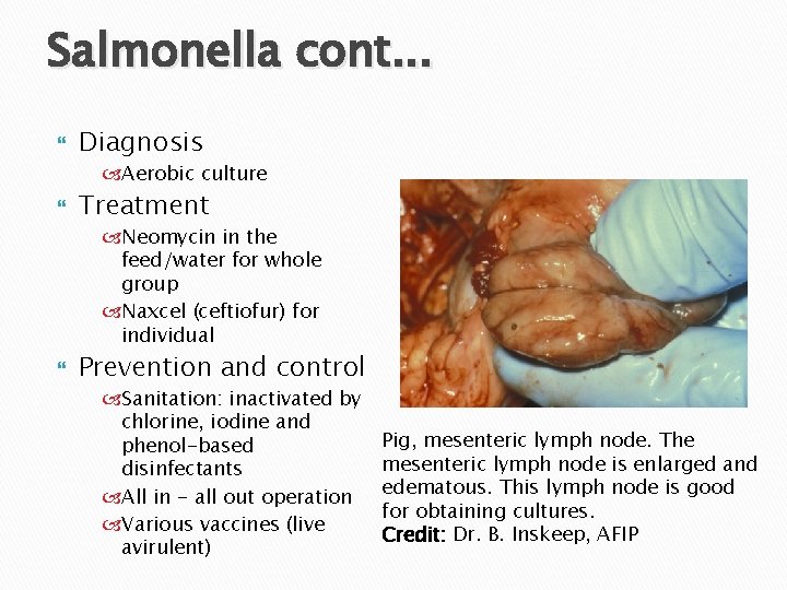 Salmonella cont. . . Diagnosis Aerobic culture Treatment Neomycin in the feed/water for whole