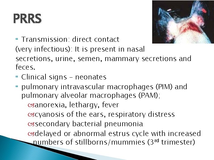 PRRS Transmission: direct contact (very infectious): It is present in nasal secretions, urine, semen,