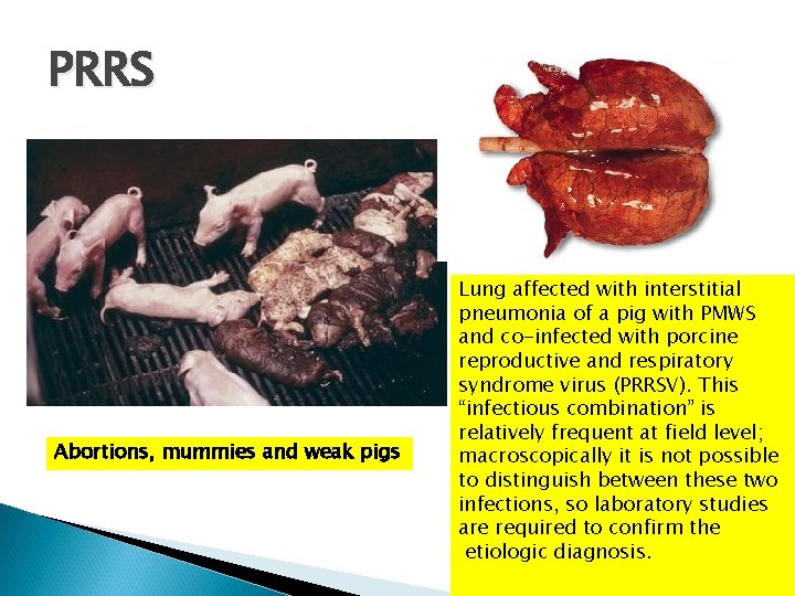 PRRS Abortions, mummies and weak pigs Lung affected with interstitial pneumonia of a pig