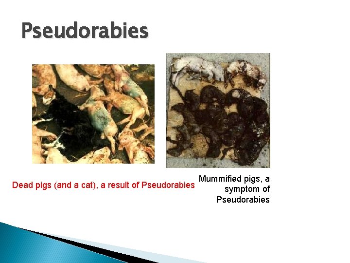 Pseudorabies Dead pigs (and a cat), a result of Pseudorabies Mummified pigs, a symptom