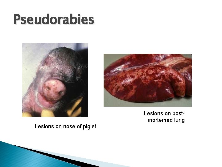 Pseudorabies Lesions on postmortemed lung Lesions on nose of piglet 