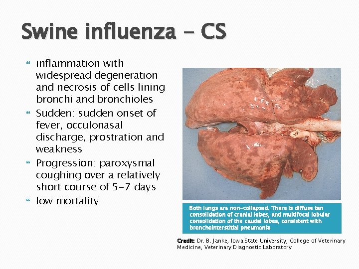 Swine influenza - CS inflammation with widespread degeneration and necrosis of cells lining bronchi