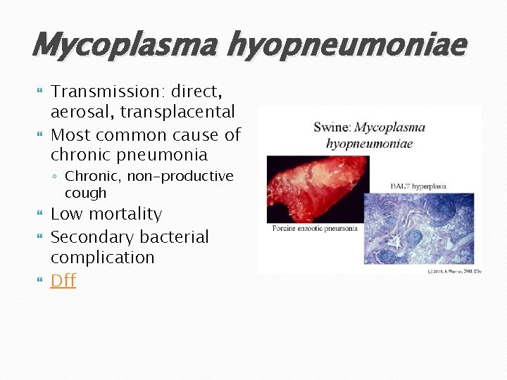 Mycoplasma hyopneumoniae Transmission: direct, aerosal, transplacental Most common cause of chronic pneumonia ◦ Chronic,