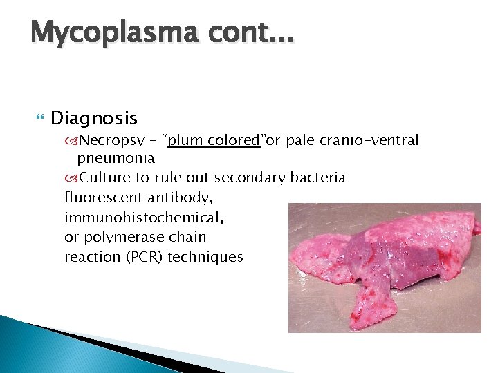 Mycoplasma cont. . . Diagnosis Necropsy - “plum colored”or pale cranio-ventral pneumonia Culture to