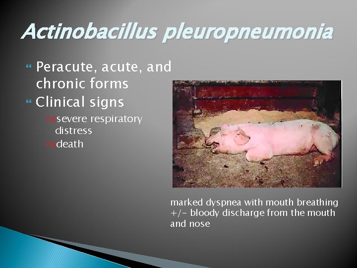 Actinobacillus pleuropneumonia Peracute, and chronic forms Clinical signs severe respiratory distress death marked dyspnea