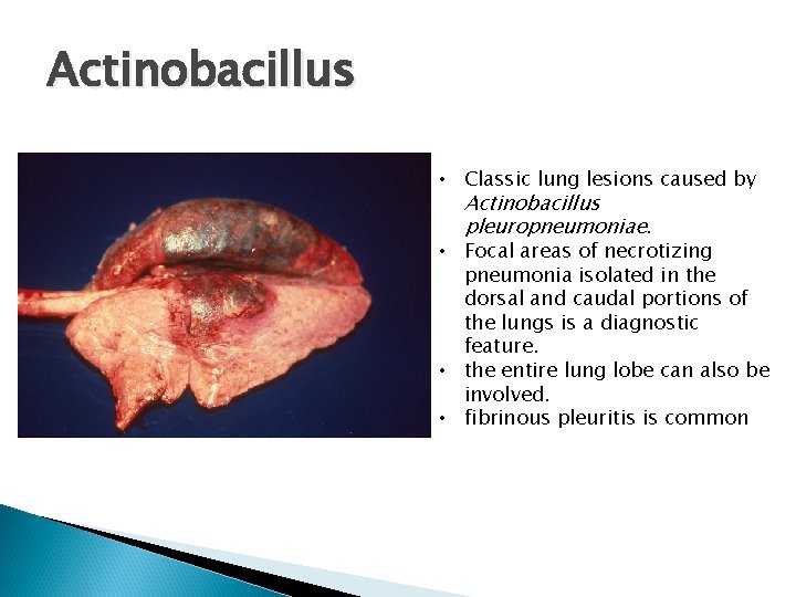 Actinobacillus • Classic lung lesions caused by Actinobacillus pleuropneumoniae. • Focal areas of necrotizing