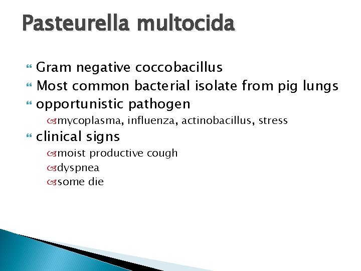 Pasteurella multocida Gram negative coccobacillus Most common bacterial isolate from pig lungs opportunistic pathogen